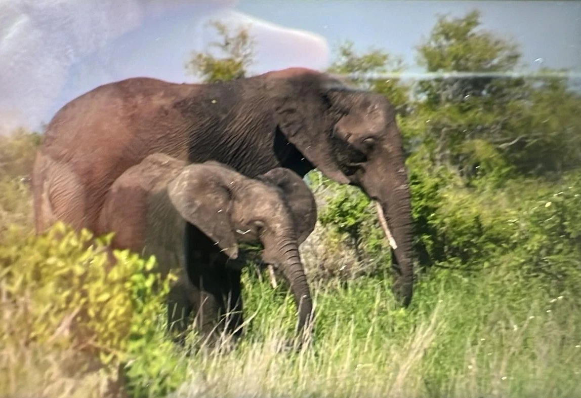 South Africa 
