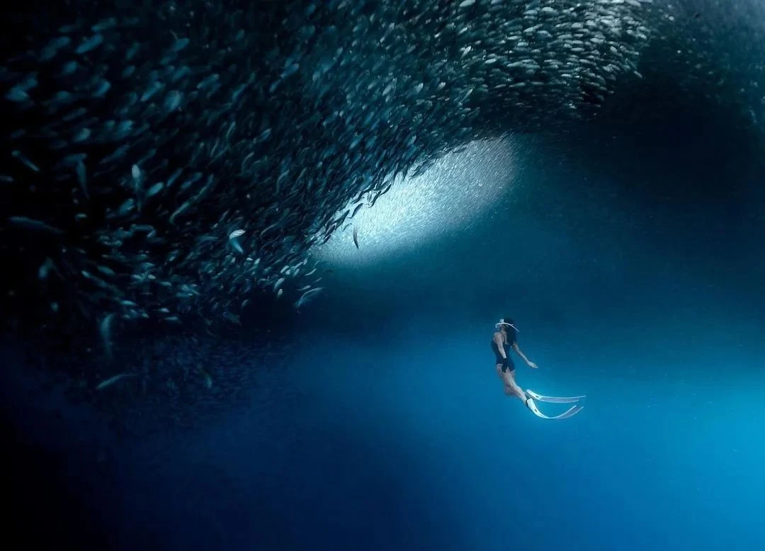 MOALBOAL SARDINE ADVENTURE