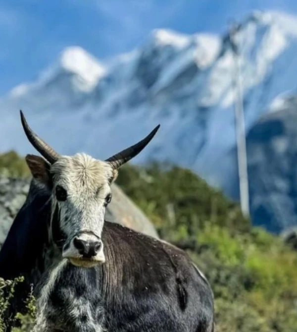 Langtang Region